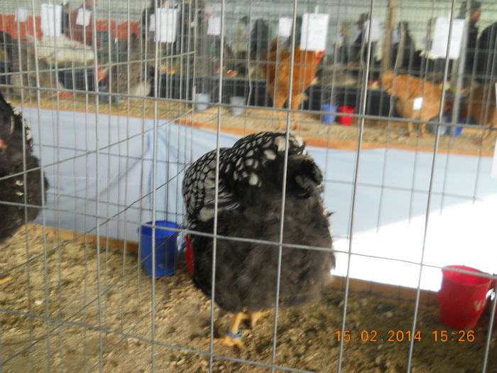 K - EXPO SFINTU GHEORGHE 2014