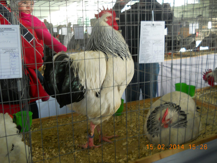 K - EXPO SFINTU GHEORGHE 2014
