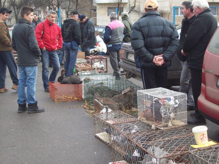 100_4569 - Expozitiea Asociatiei Judetene a Crescatorilor de Pasari si Animale Mici SATU MARE  2014