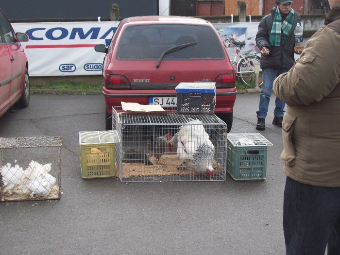 100_4565 - Expozitiea Asociatiei Judetene a Crescatorilor de Pasari si Animale Mici SATU MARE  2014