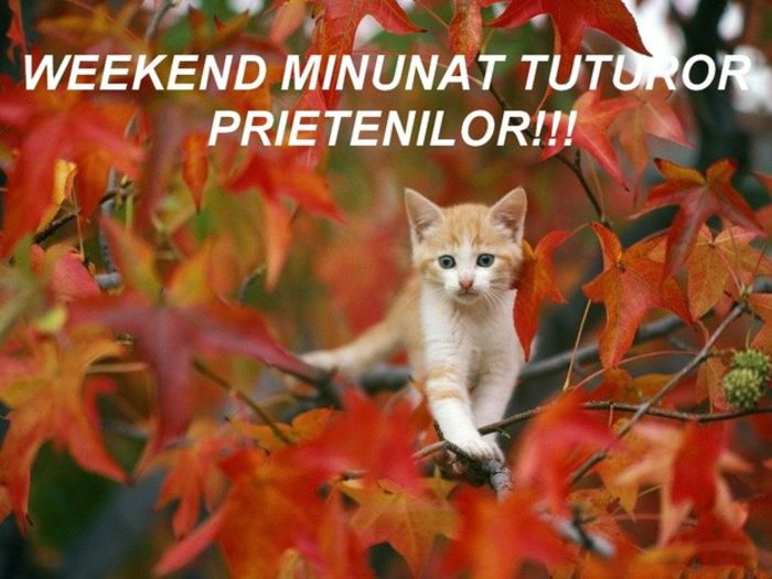 un-sfarsit-de-saptamana-cat-mai-placut-tuturor-pri_9f535b10b9ce8e - VA DORESC UN WEEK-END PLACUT