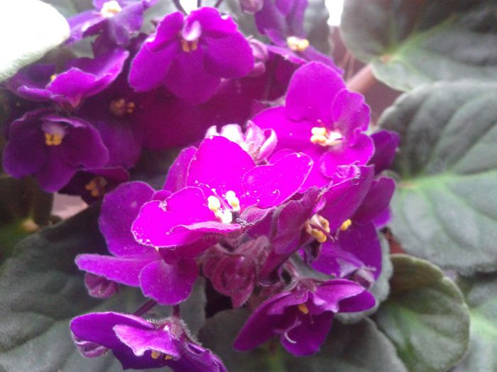 2014-02-15 13.48.04 - florile mele