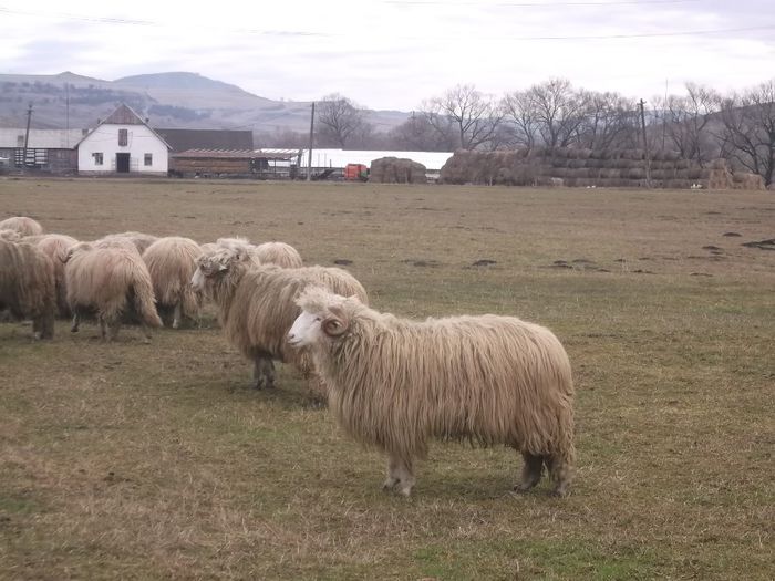 Picture 1736 - Carlani 2013-2014