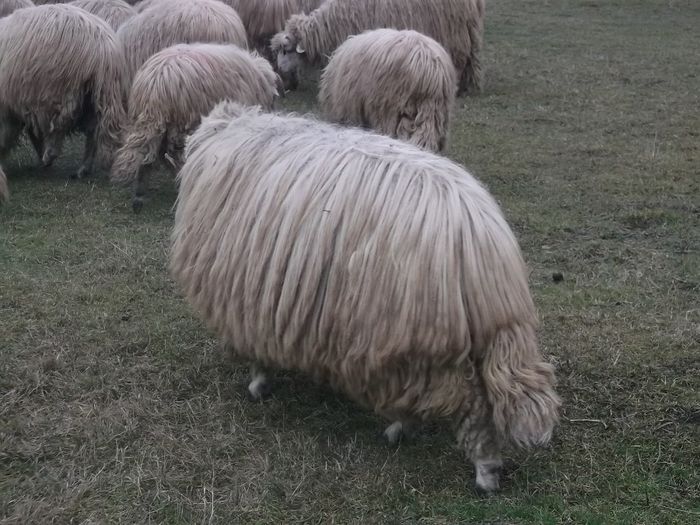 Picture 1720 - Carlani 2013-2014