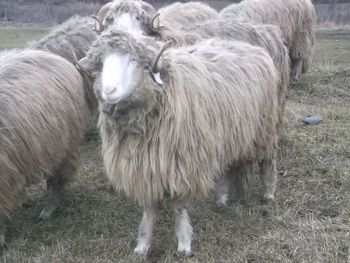 Picture 1721 - Carlani 2013-2014