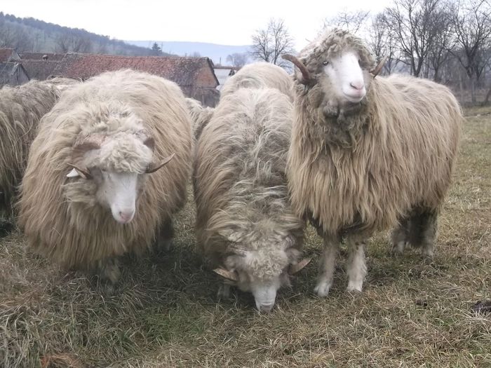 Picture 1722 - Carlani 2013-2014