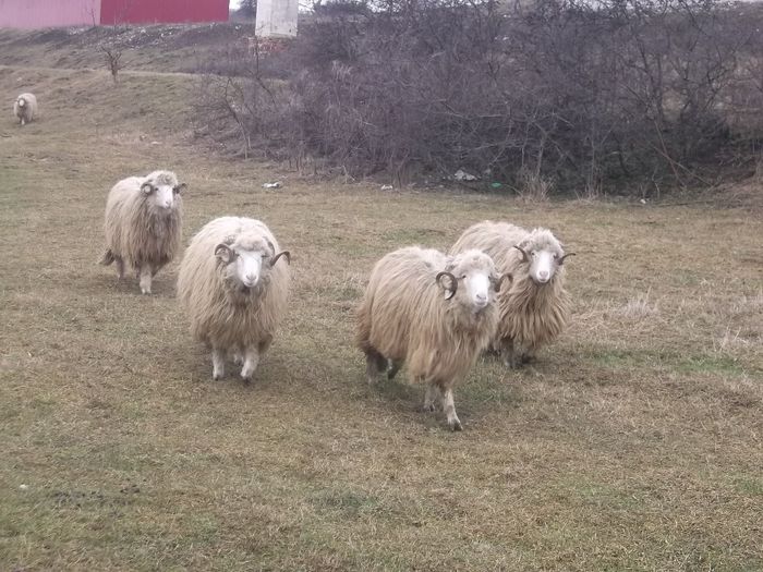 Picture 1732 - Carlani 2013-2014