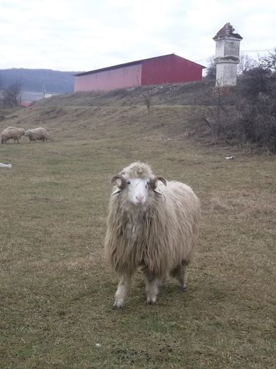 Picture 1733 - Carlani 2013-2014