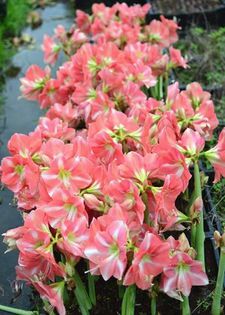 pentru toate iubitoarele de amaryllisi! - A dorinte 2014