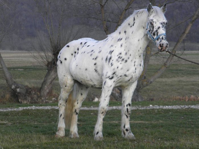 APPI CAL APPALOOSA