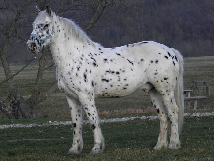 APPI CAL APPALOOSA