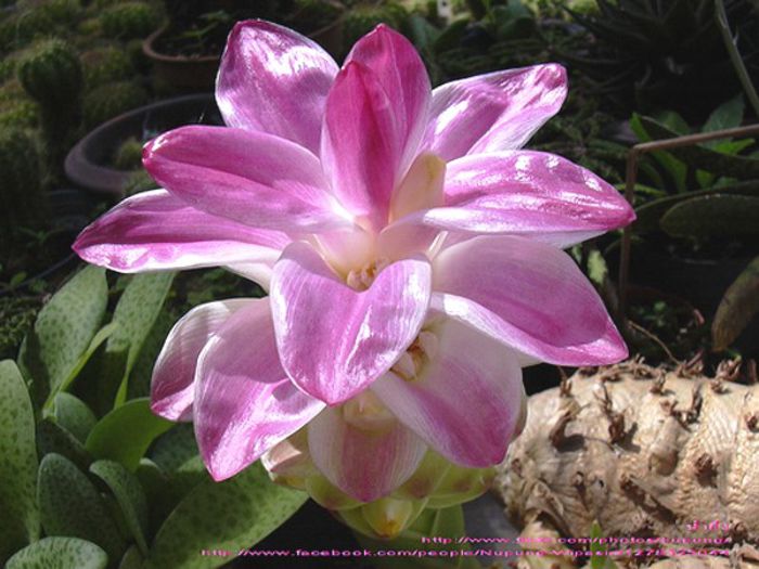 Curcuma Comosa bulb - b_bulbi extrem de rari