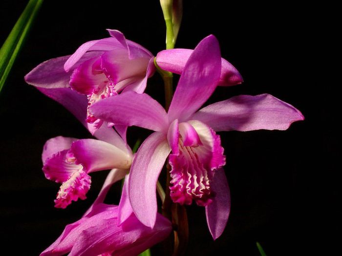 Bletilla striata bulb - b_bulbi extrem de rari