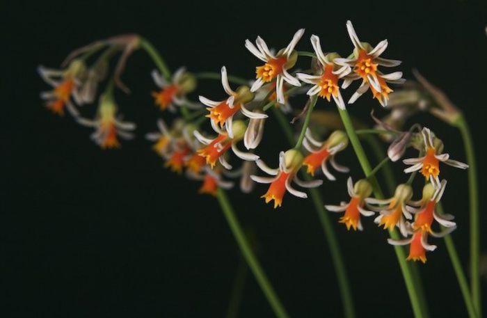 Tulbaghia leucantha bulb - b_bulbi extrem de rari