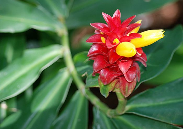 Costus Spicatus bulb