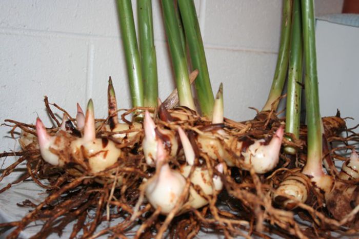 Alpinia Galanga bulb - b_bulbi extrem de rari