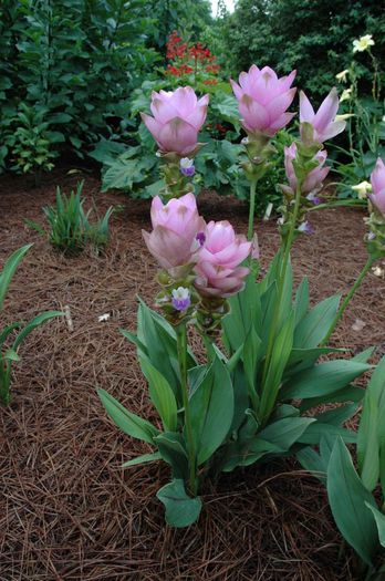 Curcuma alismatifolia EG bulb - b_bulbi extrem de rari