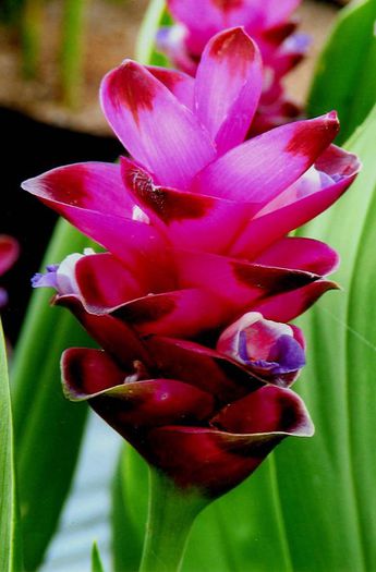 Curcuma alismatifolia SR bulb