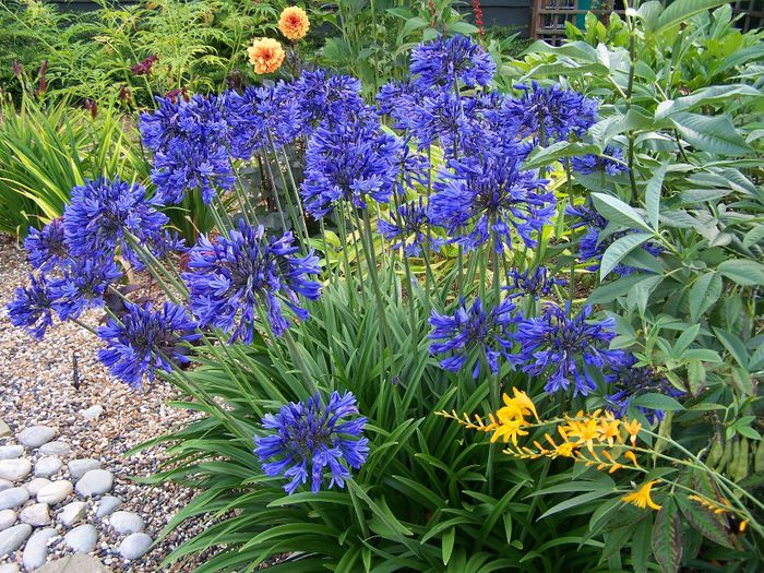 Agapanthus bulb