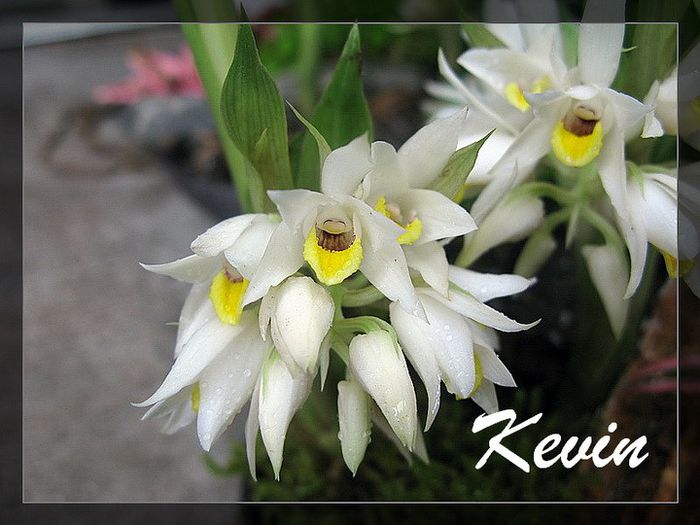 GEODORUM ATTENUATUM bulb