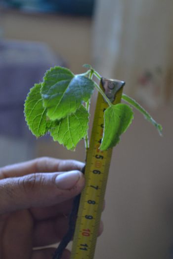 DSC_0036; planta are 6cm iar radacina22cm
