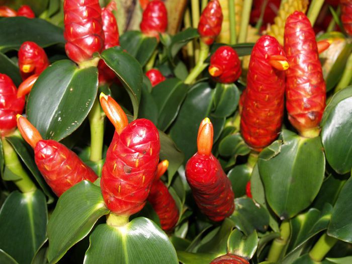 ZINGIBER ZERUMBET bulb