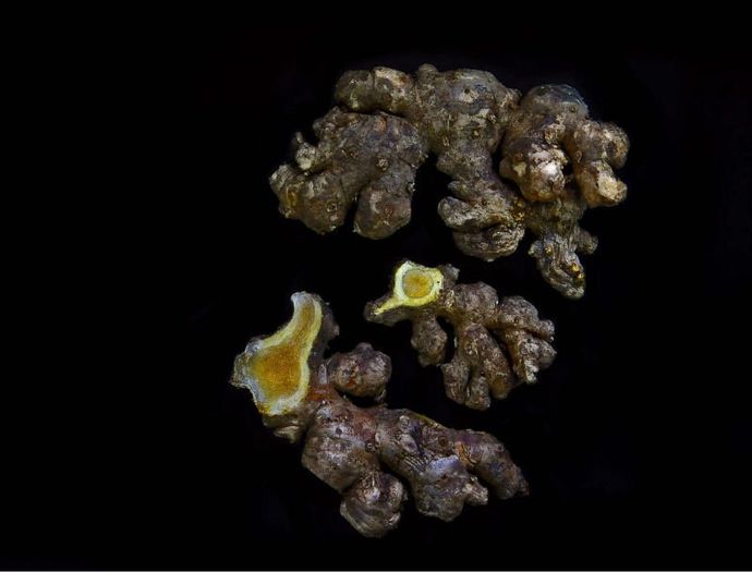 ZINGIBER CASSUMUNAR bulb