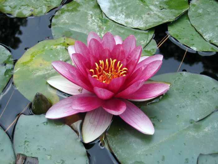 NYMPHEAE  lotus bulb - b_bulbi extrem de rari