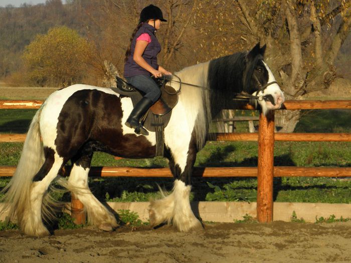 PB091282 - VANZARI CAI 2