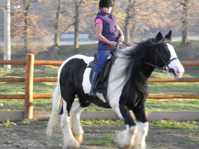 PB091286 - VANZARI CAI 2