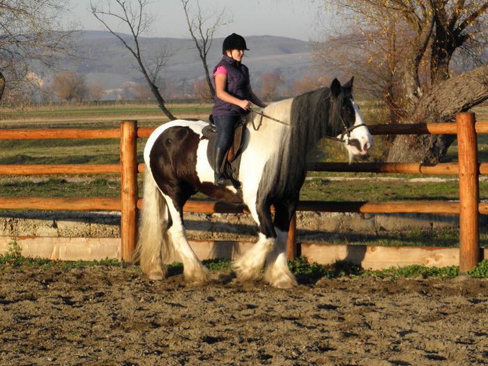 PB091287 - VANZARI CAI 2