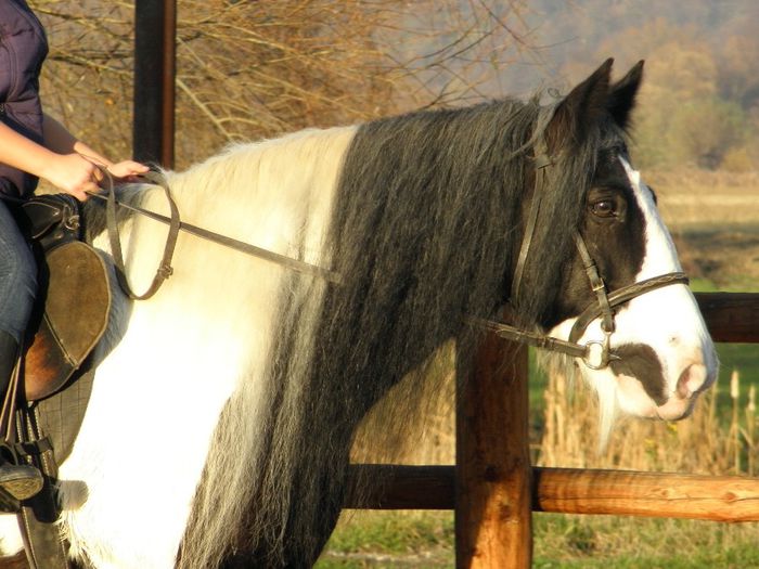 PB091288 - VANZARI CAI 2