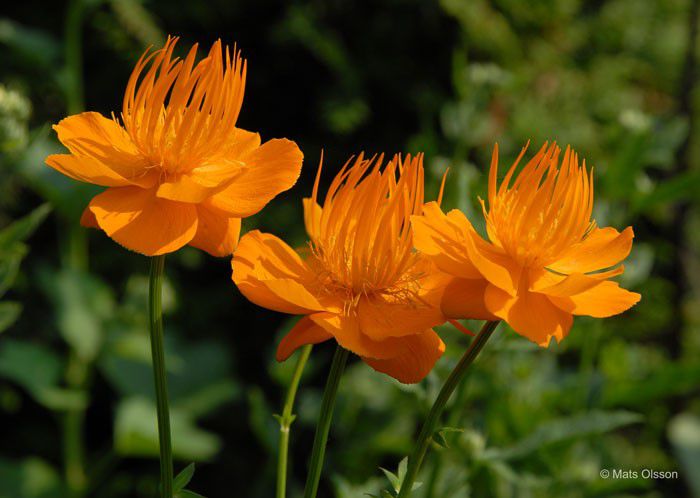 Trollium chinensis GQ bulb