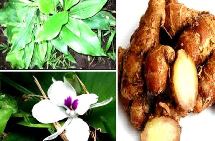 KAEMPFERIA GALANGA bulb - b_bulbi extrem de rari