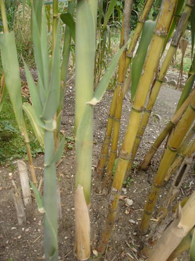Arundo_donax bulb