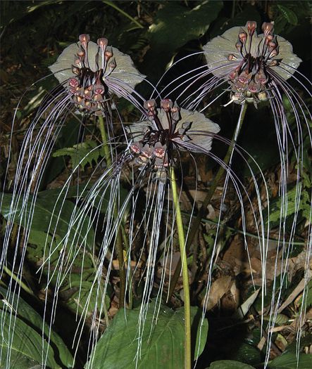 TACCA CHANTRIERI bulb