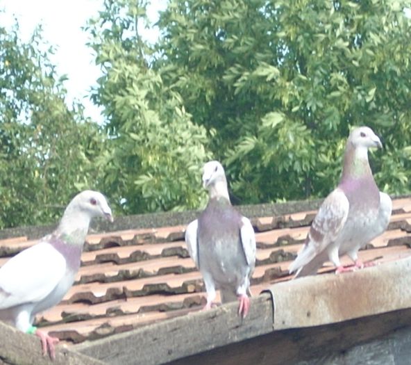 Picture 076 - PORUMBEI BRICOUX 2015 DIN CRESCATORIA MEA