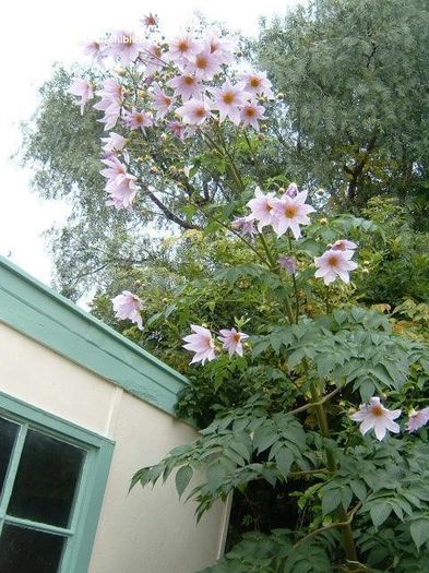Dahlia imperialis bulb