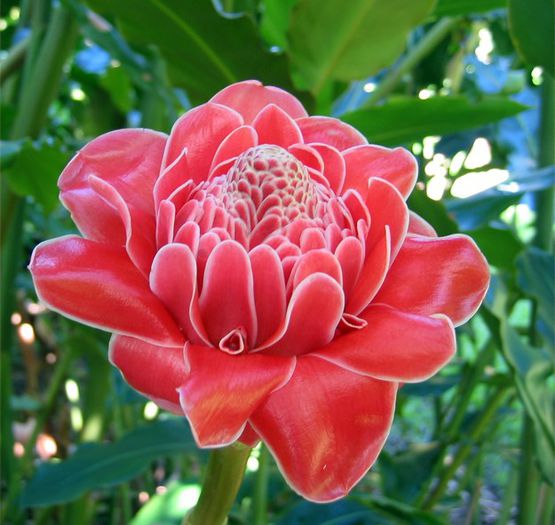 ETLINGERA ELATOR bulb