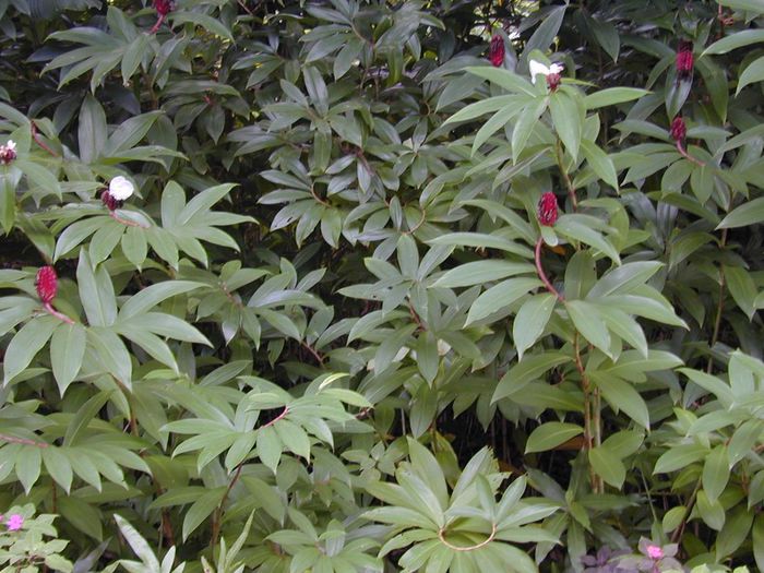Costus speciosus bulb