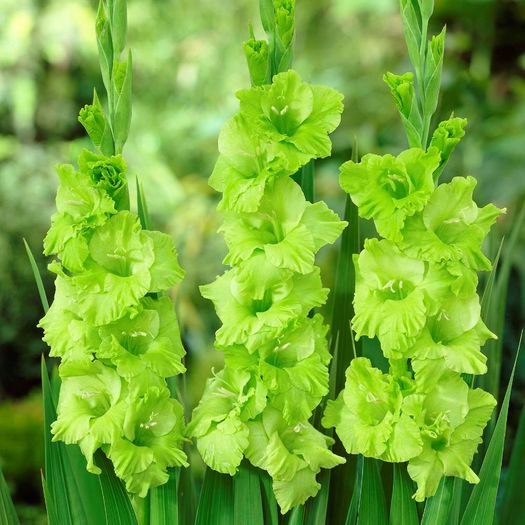 gladiolus green star bulb  17 lei