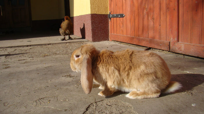 mascul 3 luni; de la cosminradauti
