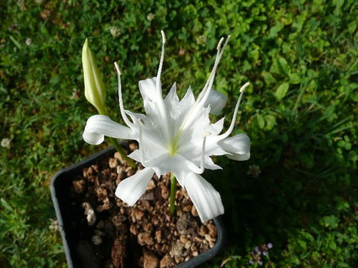 Pancratium zeylanicum bulb