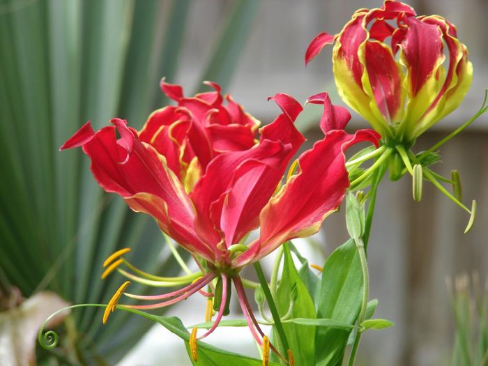 Gloriosa superba bulb