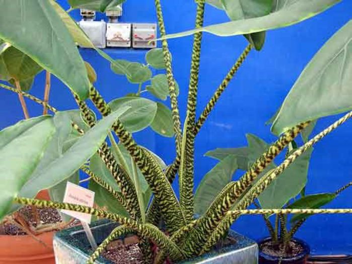 alocacia zebrina bulb - b_bulbi extrem de rari