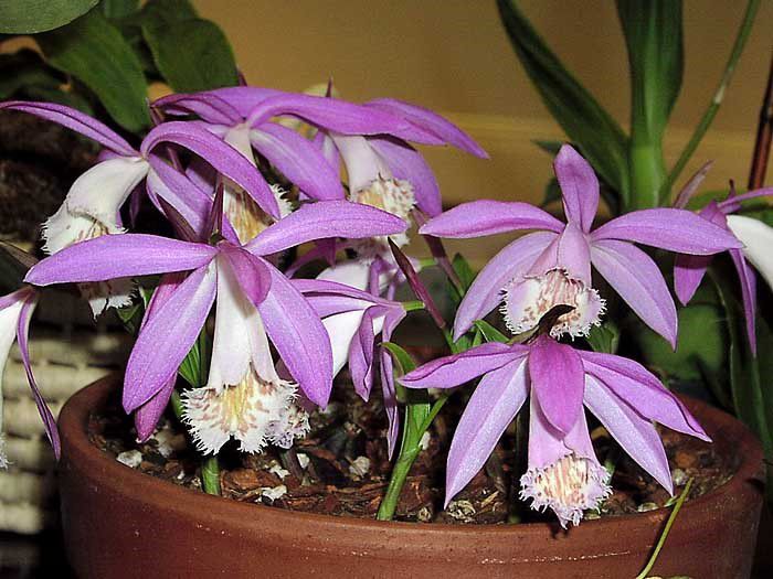 Pleione formosana bulb - b_bulbi extrem de rari
