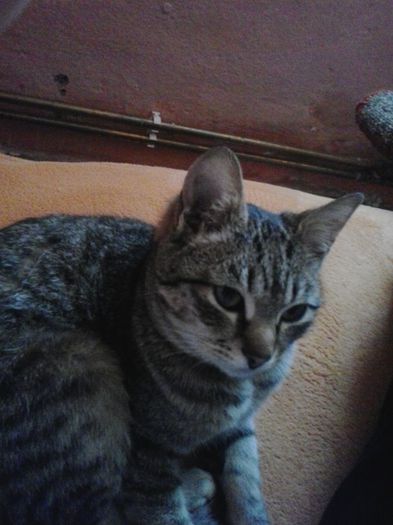 20140216_121011 - 003 Paza si Protectia 2011-2015