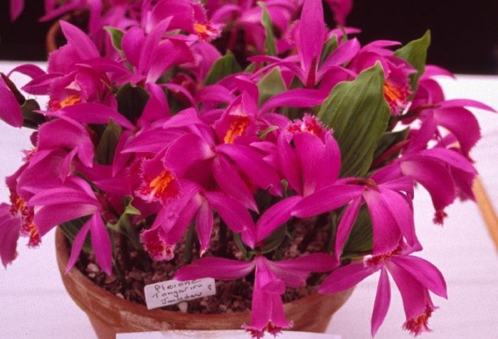 Pleione Tongariro bulb - b_bulbi extrem de rari