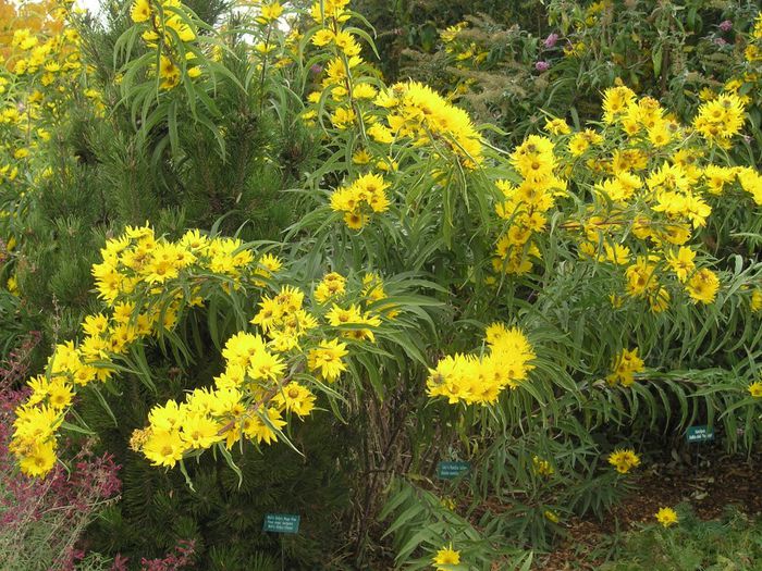 Helianthus maximiliani bulb - b_bulbi extrem de rari