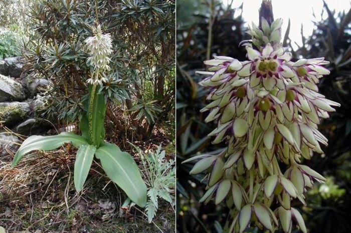 Eucomis Bicolor bulb - b_bulbi extrem de rari